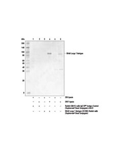 Cell Signaling Sv40 Large T Antigen (D1e9e) Rabbit mAb (Sepharose Bead Conjugate)
