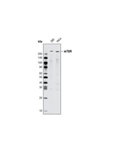 Cell Signaling Mtor (L27d4) Mouse mAb
