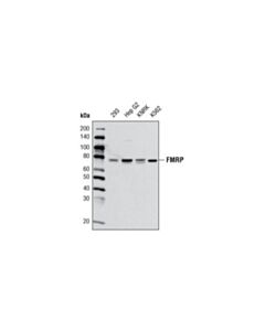 Cell Signaling Fmrp (G468) Antibody