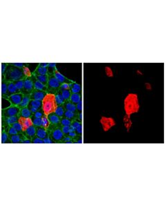 Cell Signaling Ha-Tag (C29f4) Rabbit mAb (Alexa Fluor 594 Conjugate)