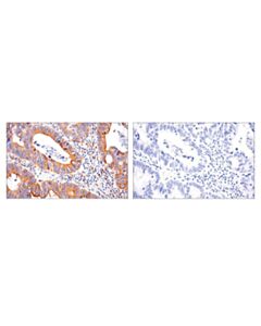 Cell Signaling Pdi (E7o2r) Mouse mAb