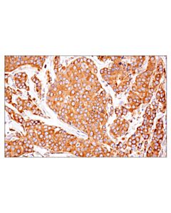 Cell Signaling PDI (E7O2R) Mouse mAb 20 uL
