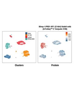 Cell Signaling Blimp-1/PRDI-BF1 (C14A4) Rabbit mAb (InTraSeq™ 3 Conjugate 3106); 25 µl