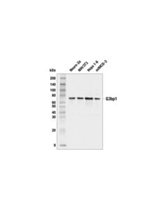 Cell Signaling G3bp1 (E8n8f) Rabbit mAb