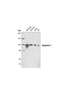 Cell Signaling Dynamin-I (3g4b6) Mouse mAb