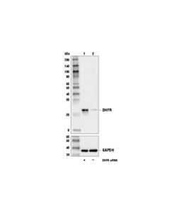 Cell Signaling Dhfr Antibody