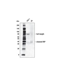Cell Signaling Rip (D94c12) Xp Rabbit mAb (Biotinylated)