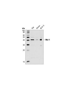 Cell Signaling Mcl-1 Antibody