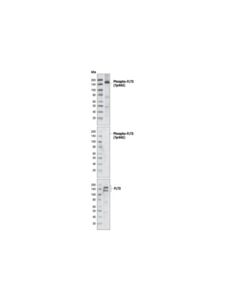 Cell Signaling Phospho-Flt3 (Tyr842) (10a8) Rabbit mAb