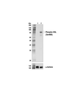 Cell Signaling Phospho-Hsl (Ser660) Antibody
