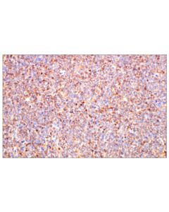 Cell Signaling Cd20 (E3n7o) Rabbit mAb (BSA And Azide Free)