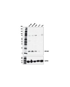 Cell Signaling Mt-Nd3 Antibody