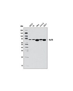 Cell Signaling Ku70 (D10A7) Rabbit mAb 20 uL