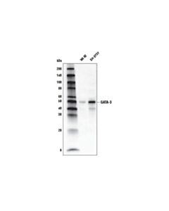 Cell Signaling Gata-3 (D13c9) Xp Rabbit mAb (Biotinylated)