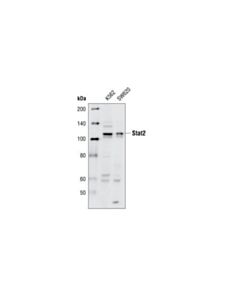 Cell Signaling Stat2 Antibody