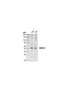 Cell Signaling Gata-2 Antibody