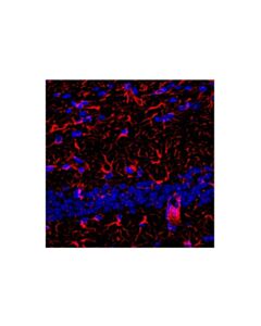 Cell Signaling Goat Anti-Rabbit IgG, Fc Fragment Antibody (Alexa Fluor® 647 Conjugate); 500 µg