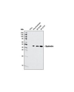 Cell Signaling Dysbindin Antibody
