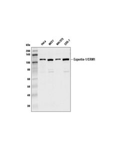 Cell Signaling Exportin-1/CRM1 (D6V7N) Rabbit mAb