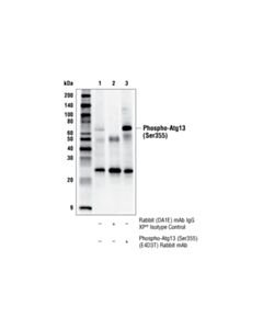 Cell Signaling Phospho-Atg13 (Ser355) (E4d3t) Rabbit mAb