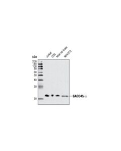 Cell Signaling GADD45 alpha (D17E8) Rabbit mAb 20 uL