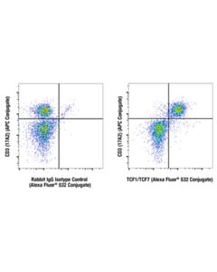 Cell Signaling Tcf1/Tcf7 (C63d9) Rabbit mAb (Alexa Fluor ® 532 Conjugate)
