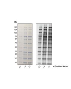 Cell Signaling Anti-Blue (2d2f11) Mouse mAb (Hrp Conjugate)