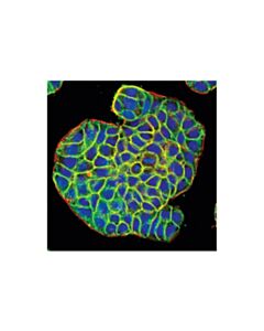Cell Signaling Epcam (Vu1d9) Mouse mAb (BSA And Azide Free)