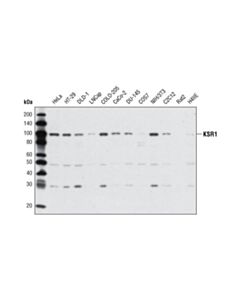 Cell Signaling Ksr1 Antibody