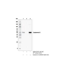 Cell Signaling Gasdermin D (E4m2w) Rabbit mAb