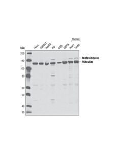 Cell Signaling Vinculin Antibody