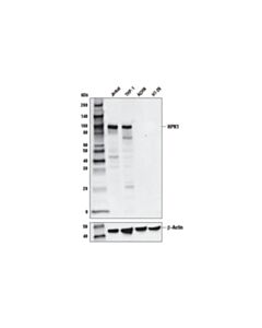 Cell Signaling Hpk1 (E1c3l) Rabbit mAb
