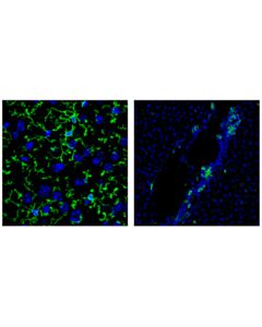 Cell Signaling Cd11b/Itgam (M1/70) Rat mAb