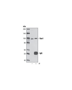 Cell Signaling Vav1 (D45g3) Rabbit mAb