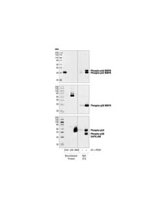 Cell Signaling Phospho-Sapk/Jnk (Thr183/Tyr185) (98f2) Rabbit mAb