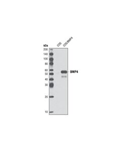 Cell Signaling Bmp4 (6b7) Mouse mAb