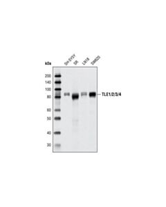 Cell Signaling Tle1/2/3/4 Antibody
