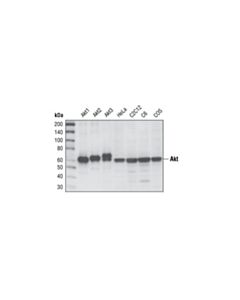 Cell Signaling Akt (Pan) (11e7) Rabbit mAb