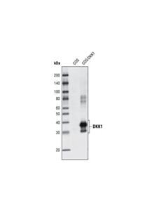 Cell Signaling Dkk1 Antibody