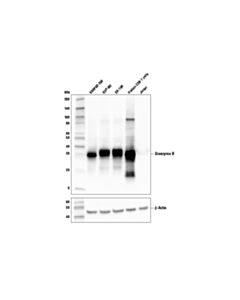 Cell Signaling Granzyme B (D6e9w) Rabbit mAb