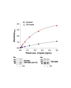 Cell Signaling Fastscan Phospho-Tbk1/Nak (Ser172) ELISA Kit