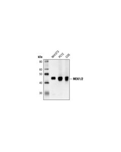 Cell Signaling Mek1/2 (L38c12) Mouse mAb