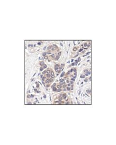 Cell Signaling P44/42 Mapk (Erk1/2) (137f5) Rabbit mAb