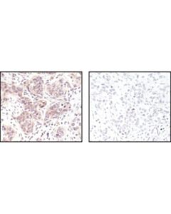 Cell Signaling P44/42 Mapk (Erk1/2) (L34f12) Mouse mAb