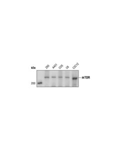 Cell Signaling Mtor (7c10) Rabbit mAb (BSA And Azide Free)