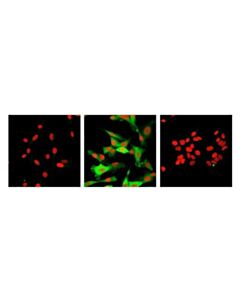 Cell Signaling Traf1 (1f3) Rat mAb