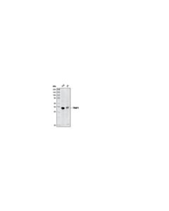 Cell Signaling TRAF1 (1F3) Rat mAb 20 uL