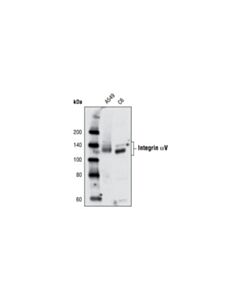 Cell Signaling Integrin Alphav Antibody