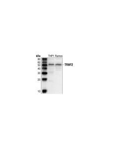 Cell Signaling Traf2 Antibody