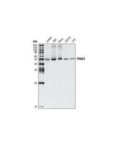 Cell Signaling Traf2 (C192) Antibody